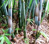 Bamboo Tropical Blue 15G [Bambusa chungii]